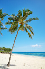 Obraz premium Tropical beach with palm tree and turquoise sea, perfect summer vacation concept.