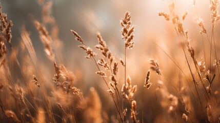 Fototapeta premium Golden grasses bathed in sunlight