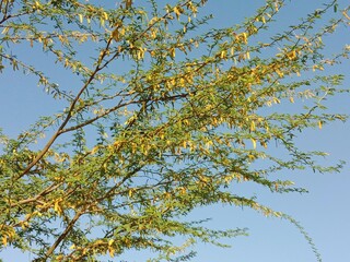 prosopis juliflora flower or flower of the Mesquite.Mesquite flower pattern background 