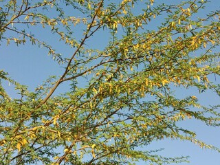 prosopis juliflora flower or flower of the Mesquite.Mesquite flower pattern background 