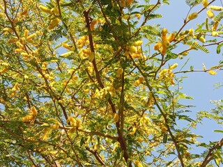 prosopis juliflora flower or flower of the Mesquite.Mesquite flower pattern background 
