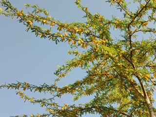 prosopis juliflora flower or flower of the Mesquite.Mesquite flower pattern background 