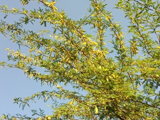 prosopis juliflora flower or flower of the Mesquite.Mesquite flower pattern background 