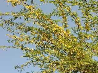 prosopis juliflora flower or flower of the Mesquite.Mesquite flower pattern background 