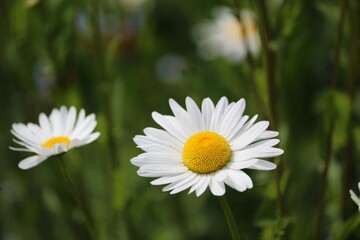 Fototapeta premium Marguerite