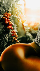 Torso de mujer en la naturaleza durante el amanecer en una plantación de café.