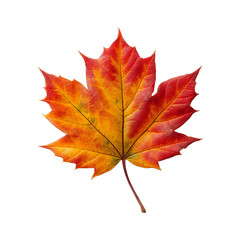 Fototapeta premium red and yellow autumn maple leaf on transparent background