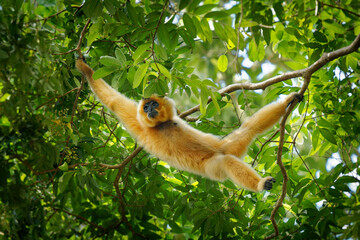 Yellow-cheeked or Golden-cheeked gibbon Nomascus (Hylobates) gabriellae in the tree,  diurnal and...