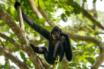 Yellow-cheeked or Golden-cheeked gibbon Nomascus (Hylobates) gabriellae in the tree,  diurnal and arboreal primate male native to Vietnam, Laos and Cambodia