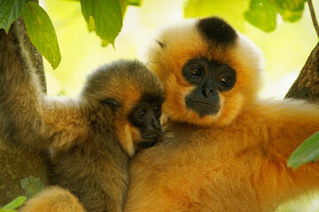 Yellow-cheeked or Golden-cheeked gibbon Nomascus (Hylobates) gabriellae in the tree,  diurnal and...