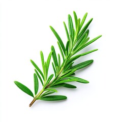 Fototapeta premium Fresh Rosemary Sprig