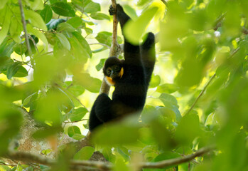 Yellow-cheeked or Golden-cheeked gibbon Nomascus (Hylobates) gabriellae in the tree,  diurnal and arboreal primate male native to Vietnam, Laos and Cambodia