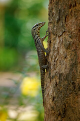 Clouded monitor Varanus nebulosus is monitor lizard native to Myanmar, Thailand and Indochina to West Malaysia, Singapore, Java, Sumatra, Vietnam., excellent tree climbers.