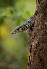 Clouded monitor Varanus nebulosus is monitor lizard native to Myanmar, Thailand and Indochina to West Malaysia, Singapore, Java, Sumatra, Vietnam., excellent tree climbers.