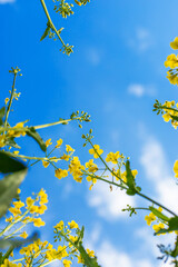 Mustard field blooming yellow. Selective focus.