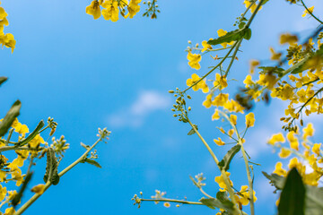 Mustard field blooming yellow. Selective focus.