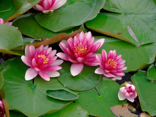 Close-up view of vibrant pink water lilies on a calm body of water, surrounded by green leaves