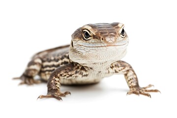 Obraz premium Small Monitor Lizard Close-Up
