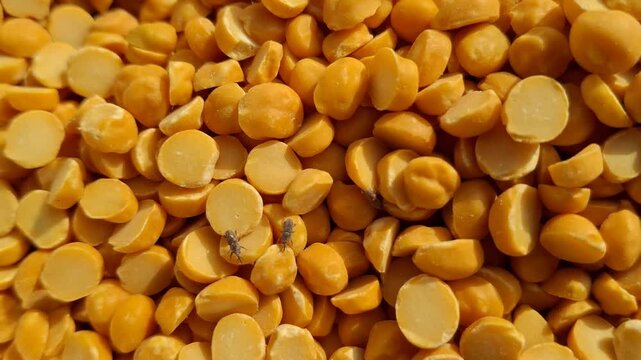 Macro footage showing yellow split peas heavily infested with worms and insects, highlighting contamination and poor storage conditions. Ideal for food safety, agriculture, and educational content.