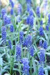Fototapeta premium Bright blue flowers in early spring. Muscari or mouse hyacinth. Beautiful blue flowers with selective focus. Glade of muscari. Armenian adder's onion. Close-up of blue flowers. Nature background