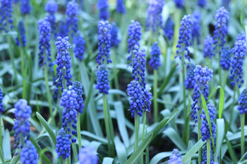 Bright blue flowers in early spring. Muscari or mouse hyacinth. Beautiful blue flowers with...