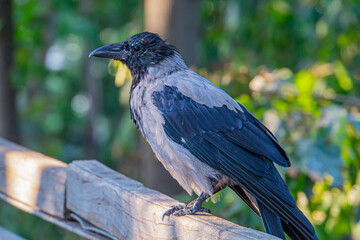 A vibrant stock photo featuring a single crow perched on a rustic wooden fence, symbolizing resilience, adaptability, intelligence, and freedom