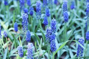 Bright blue flowers in early spring. Muscari or mouse hyacinth. Beautiful blue flowers with selective focus. Glade of muscari. Armenian adder's onion. Close-up of blue flowers. Nature background