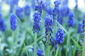 Bright blue flowers in early spring. Muscari or mouse hyacinth. Beautiful blue flowers with selective focus. Glade of muscari. Armenian adder's onion. Close-up of blue flowers. Nature background
