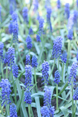 Bright blue flowers in early spring. Muscari or mouse hyacinth. Beautiful blue flowers with...