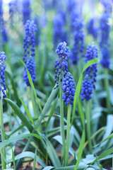 Bright blue flowers in early spring. Muscari or mouse hyacinth. Beautiful blue flowers with selective focus. Glade of muscari. Armenian adder's onion. Close-up of blue flowers. Nature background