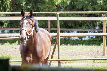 
A brown horse with a white halter standing in a paddock behind a fence, with trees visible in the...