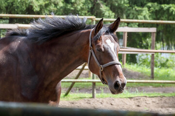 
A brown horse with a white halter standing in a paddock behind a fence, with trees visible in the...