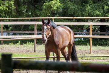 
A brown horse with a white halter standing in a paddock behind a fence, with trees visible in the...