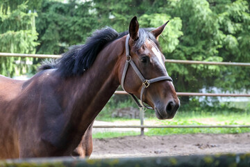 
A close-up of a brown horse with a black mane and a white star on its forehead standing in a paddock with a wooden fence in the background.