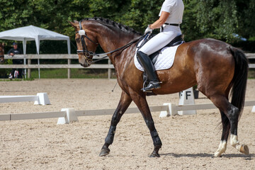 
a brown horse moving across a sandy riding arena.