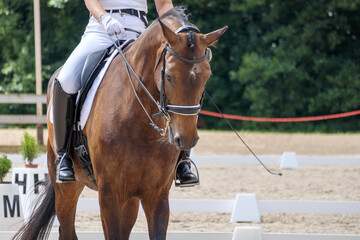 
A rider sitting on a brown horse, and the horse is moving in a riding arena with green trees and white fencing in the background.