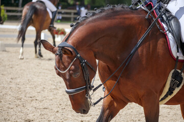 
a brown horse with a full bridle and gloves standing in front.