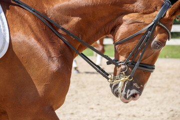
a horse's head with a bridle and shiny brown eyes.