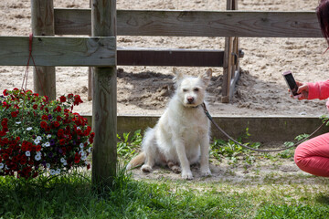 
A white, fluffy dog ​​with pointed ears and a curled tail standing on a gray pavement.