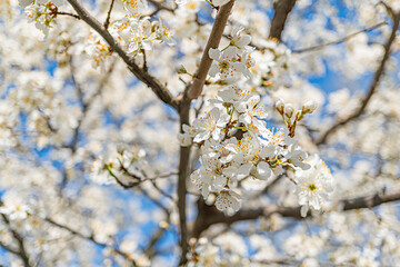 Close-up of blooming tree with small white flowers, delicate petals, green stems, and visible tree branches Abundant blossoms in the background suggest depth Open outdoor setting with a glimpse of