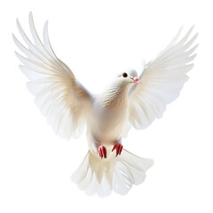 Obraz premium White dove flying with wings spread symbolizing peace and freedom