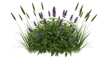 Lavender flower bush with grass isolated on transparent background