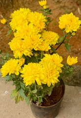 yellow flowers in the garden