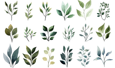 Set of hand drawn watercolor green leaves and branches illustrations in flat minimalist style with various shapes and natural botanical elements for design