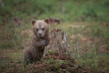 Brown bear cub stands beside a weathered tree stump in a vibrant forest setting