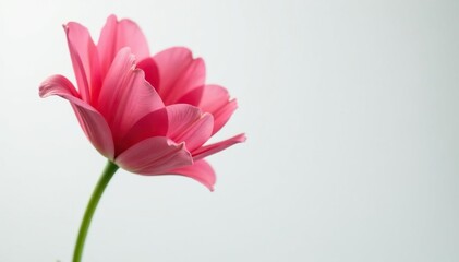 Fototapeta premium Close-up of a single blooming flower, petals unfurled against a pure white background , significance, purity