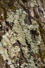 Fototapeta premium Vibrant green moss covering the rough bark of a tree trunk, highlighting the textures and details of a lush forest ecosystem..