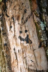 Vibrant green moss covering the rough bark of a tree trunk, highlighting the textures and details of a lush forest ecosystem..