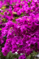 Fototapeta premium Bougainvillea in bloom. Bougainvillea