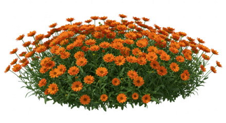 Bush of orange calendula flowers isolated on transparent background